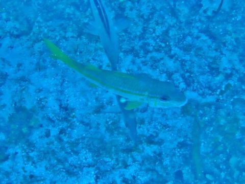 Yellow goatfish (Mulloidichthys martinicus) Cozumel, Quintana Roo, Mexico. Jul 17, 2017 Geotagged,Mexico,Mulloidichthys martinicus,Summer,Yellow goatfish