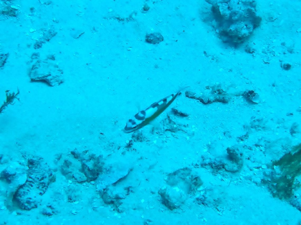 Tobaccofish (Serranus tabacarius) Cozumel, Quintana Roo, Mexico. Jul 17, 2017 Geotagged,Mexico,Serranus tabacarius,Summer,Tobaccofish