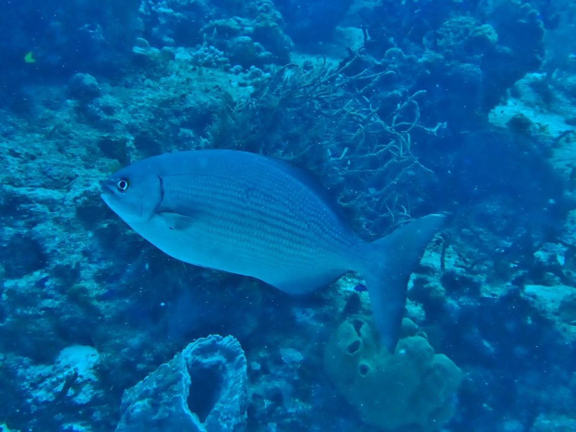 Bermuda chub (Kyphosus sectatrix) Cozumel, Quintana Roo, Mexico. Jul 17, 2017 Bermuda chub,Geotagged,Kyphosus sectatrix,Mexico,Summer