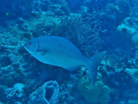 Bermuda chub (Kyphosus sectatrix) Cozumel, Quintana Roo, Mexico. Jul 17, 2017 Bermuda chub,Geotagged,Kyphosus sectatrix,Mexico,Summer