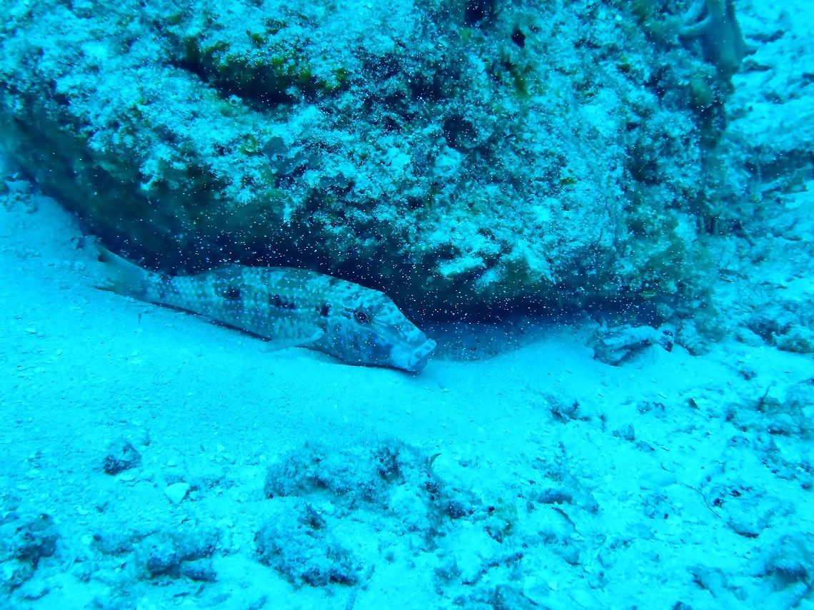 Spotted goatfish (Pseudupeneus maculatus) Cozumel, Quintana Roo, Mexico. Jul 17, 2017 Geotagged,Mexico,Pseudupeneus maculatus,Spotted goatfish,Summer