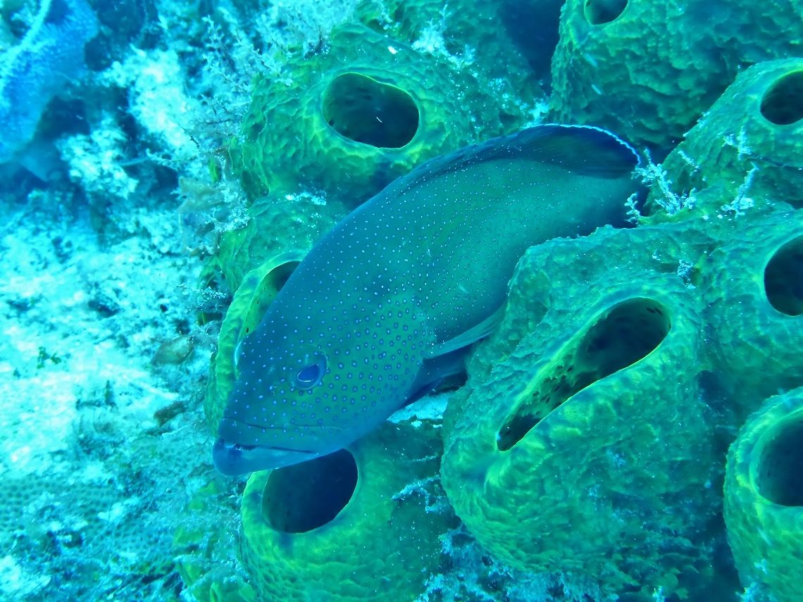 Coney (Cephalopholis fulva) Cozumel, Quintana Roo, Mexico. Jul 17, 2017 Cephalopholis fulva,Geotagged,Mexico,Summer