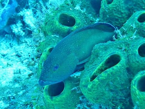Coney (Cephalopholis fulva) Cozumel, Quintana Roo, Mexico. Jul 17, 2017 Cephalopholis fulva,Geotagged,Mexico,Summer