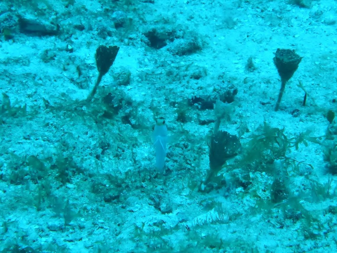Yellow-headed jawfish (Opistognathus aurifrons) Cozumel, Quintana Roo, Mexico. Jul 17, 2017 Geotagged,Mexico,Opistognathus aurifrons,Summer,Yellow-headed jawfish