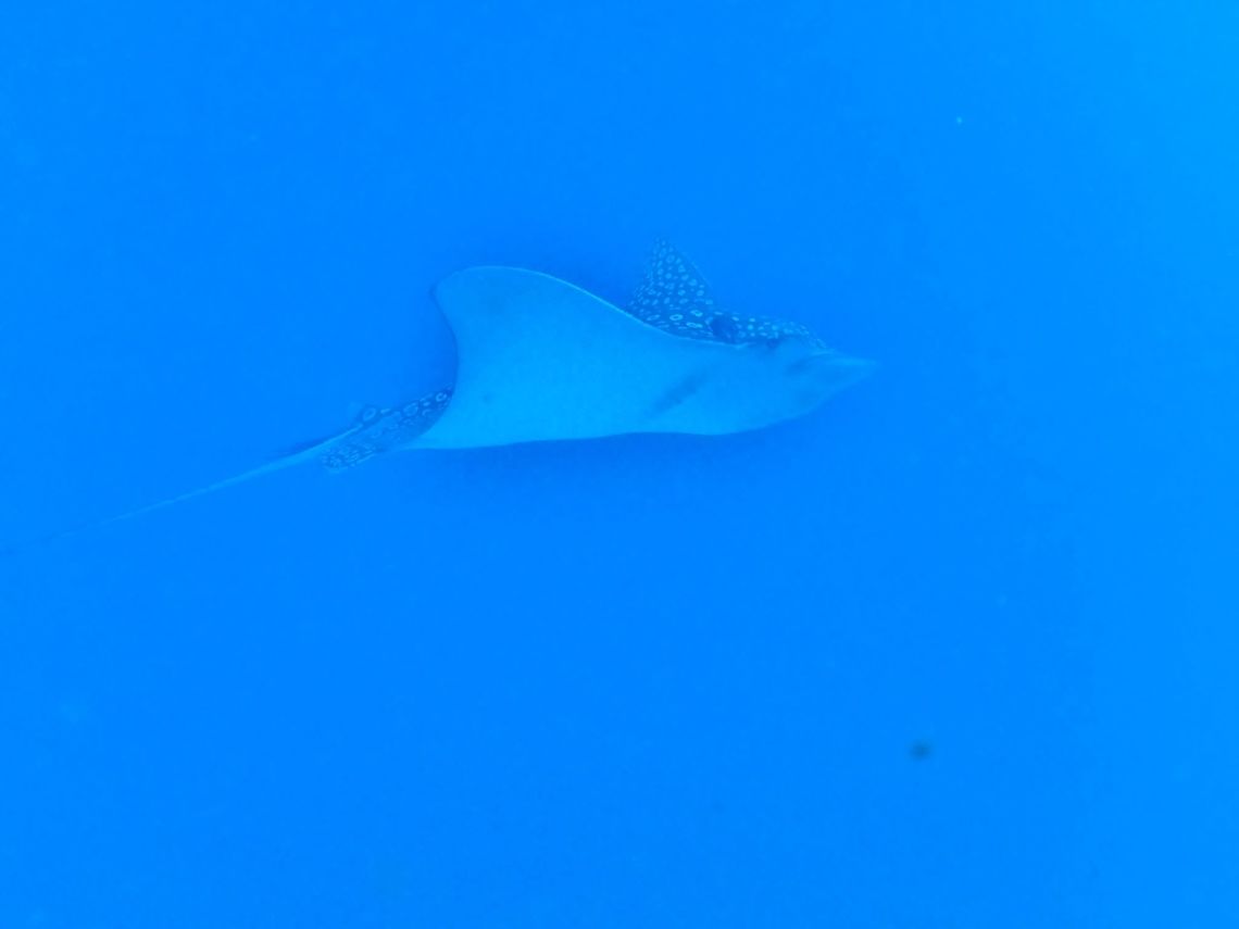 Spotted eagle ray (Aetobatus narinari)) Cozumel, Quintana Roo, Mexico. Jul 17, 2017 Aetobatus narinari,Geotagged,Mexico,Spotted eagle ray,Summer