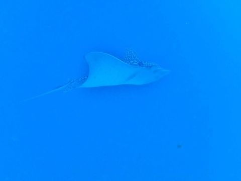 Spotted eagle ray (Aetobatus narinari)) Cozumel, Quintana Roo, Mexico. Jul 17, 2017 Aetobatus narinari,Geotagged,Mexico,Spotted eagle ray,Summer