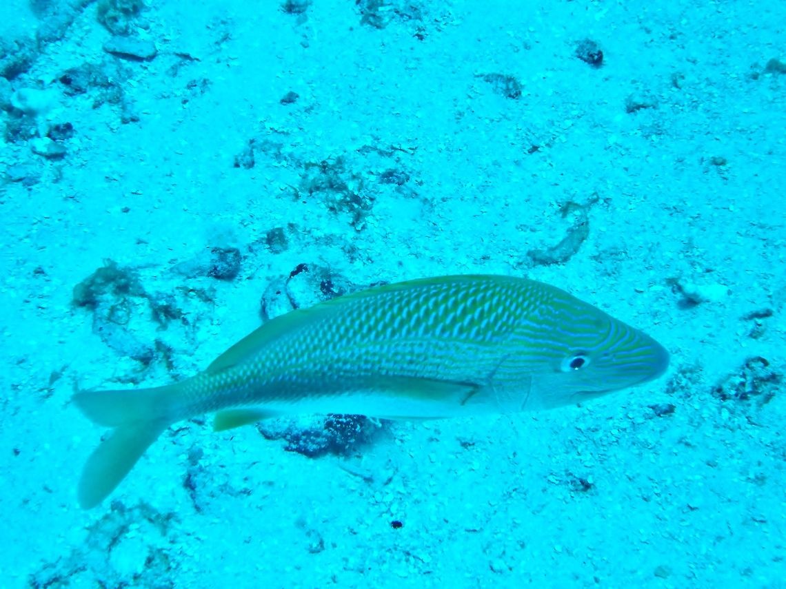 White grunt (Haemulon plumierii) Cozumel, Quintana Roo, Mexico. Jul 17, 2017 Geotagged,Haemulon plumierii,Mexico,Summer