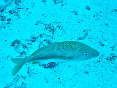 White grunt (Haemulon plumierii) Cozumel, Quintana Roo, Mexico. Jul 17, 2017 Geotagged,Haemulon plumierii,Mexico,Summer