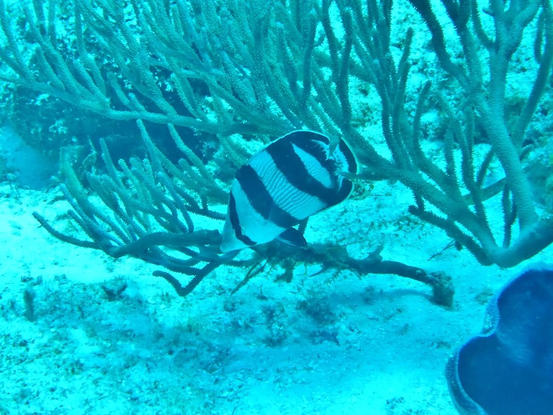 Banded butterflyfish (Chaetodon striatus) Cozumel, Quintana Roo, Mexico. Jul 17, 2017 Banded butterflyfish,Chaetodon striatus,Geotagged,Mexico,Summer