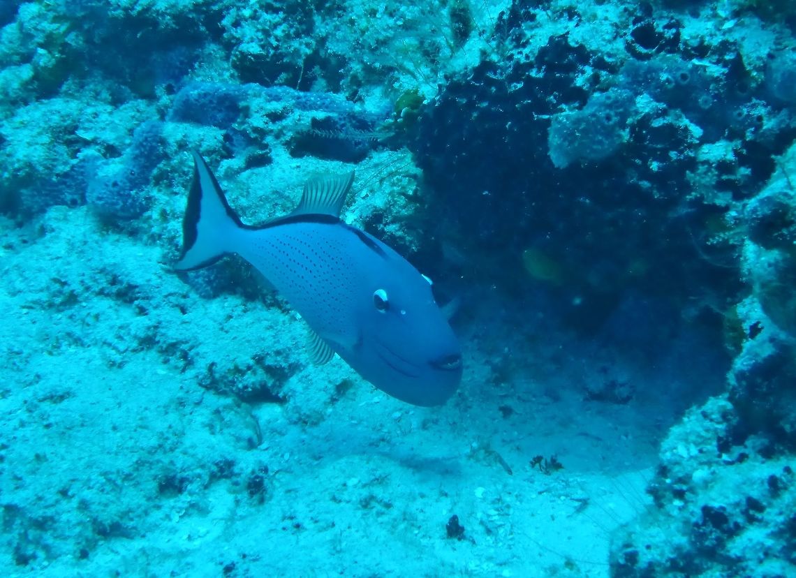 Sargassum triggerfish (Xanthichthys ringens) Cozumel, Quintana Roo, Mexico. Jul 17, 2017 Geotagged,Mexico,Summer,Xanthichthys ringens