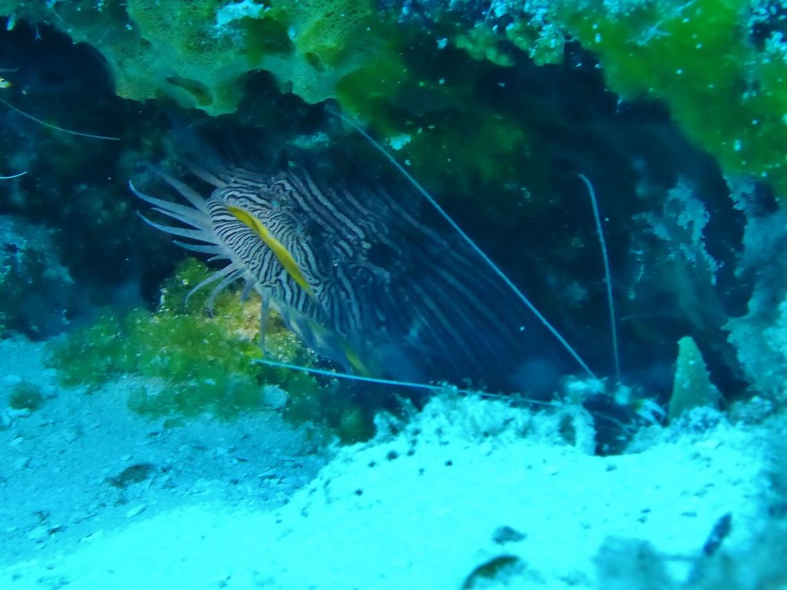 Splendid toadfish (Sanopus splendidus) Cozumel, Quintana Roo, Mexico. Jul 17, 2017 Geotagged,Mexico,Sanopus splendidus,Splendid toadfish,Summer