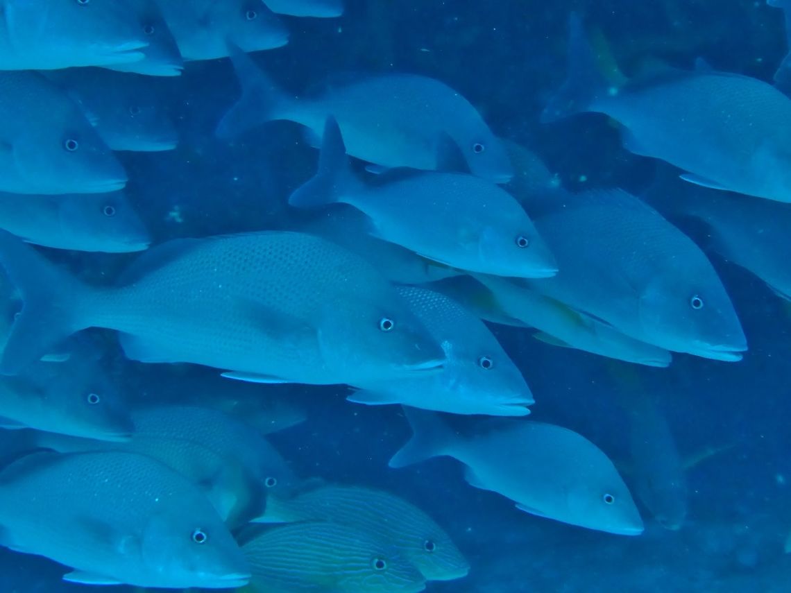 White margate (Haemulon album) Cozumel, Quintana Roo, Mexico. Jul 17, 2017 Geotagged,Haemulon album,Mexico,Summer