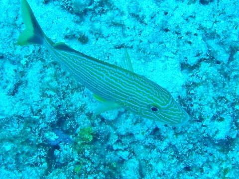 Bluestriped grunt (Haemulon sciurus) Cozumel, Quintana Roo, Mexico. Jul 17, 2017 Bluestriped grunt,Geotagged,Haemulon sciurus,Mexico,Summer
