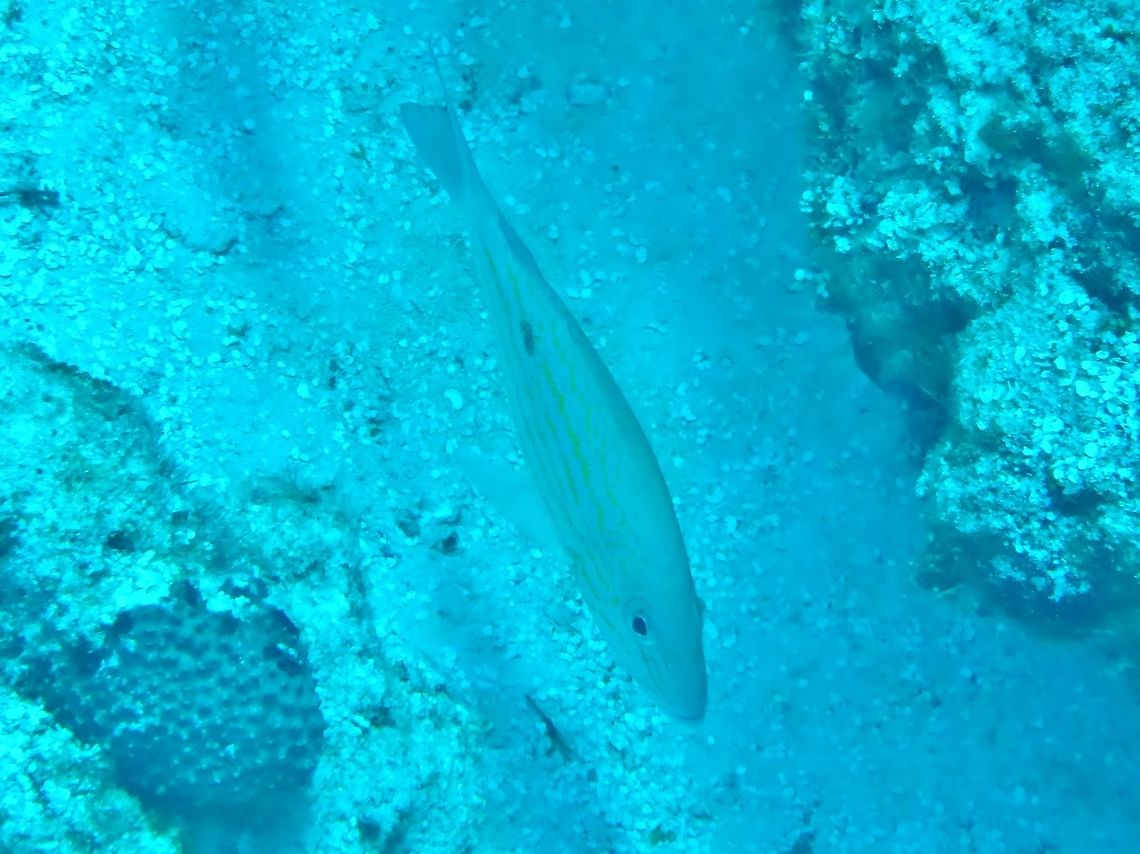 Lane snapper (Lutjanus synagris) Cozumel, Quintana Roo, Mexico. Jul 17, 2017 Geotagged,Lane snapper,Lutjanus synagris,Mexico,Summer