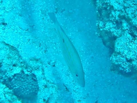 Lane snapper (Lutjanus synagris) Cozumel, Quintana Roo, Mexico. Jul 17, 2017 Geotagged,Lane snapper,Lutjanus synagris,Mexico,Summer