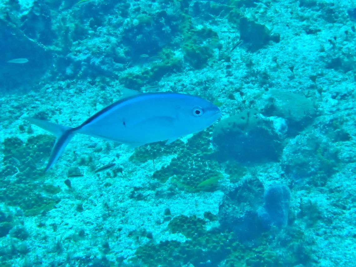 Bar jack (Caranx ruber) Cozumel, Quintana Roo, Mexico. Jul 17, 2017 Bar jack,Caranx ruber,Geotagged,Mexico,Summer