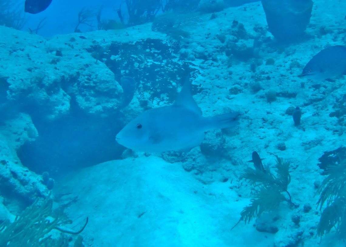 Ocean triggerfish (Canthidermis sufflamen) Cozumel, Quintana Roo, Mexico. Jul 17, 2017 Canthidermis sufflamen,Geotagged,Mexico,Ocean triggerfish,Summer