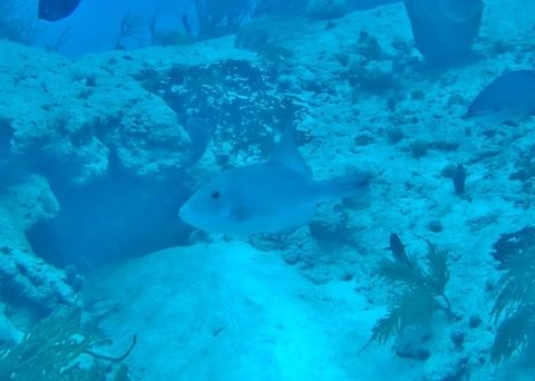 Ocean triggerfish (Canthidermis sufflamen) Cozumel, Quintana Roo, Mexico. Jul 17, 2017 Canthidermis sufflamen,Geotagged,Mexico,Ocean triggerfish,Summer