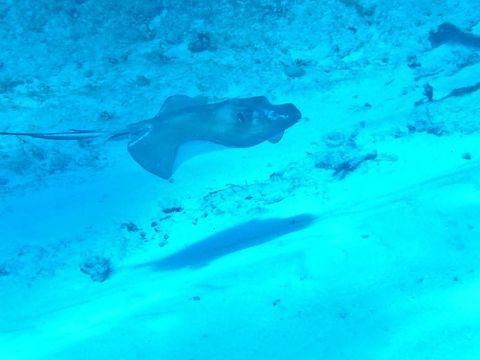 Southern stingray (Dasyatis americana) Cozumel, Quintana Roo, Mexico. Jul 17, 2017 Dasyatis americana,Geotagged,Mexico,Southern stingray,Summer