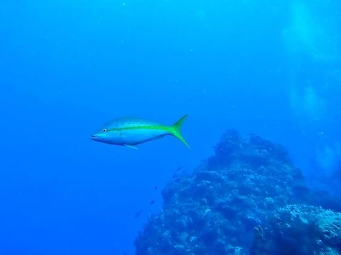 Yellowtail snapper (Ocyurus chrysurus) Cozumel, Quintana Roo, Mexico. Jul 19, 2017 Geotagged,Mexico,Ocyurus chrysurus,Summer,Yellowtail snapper