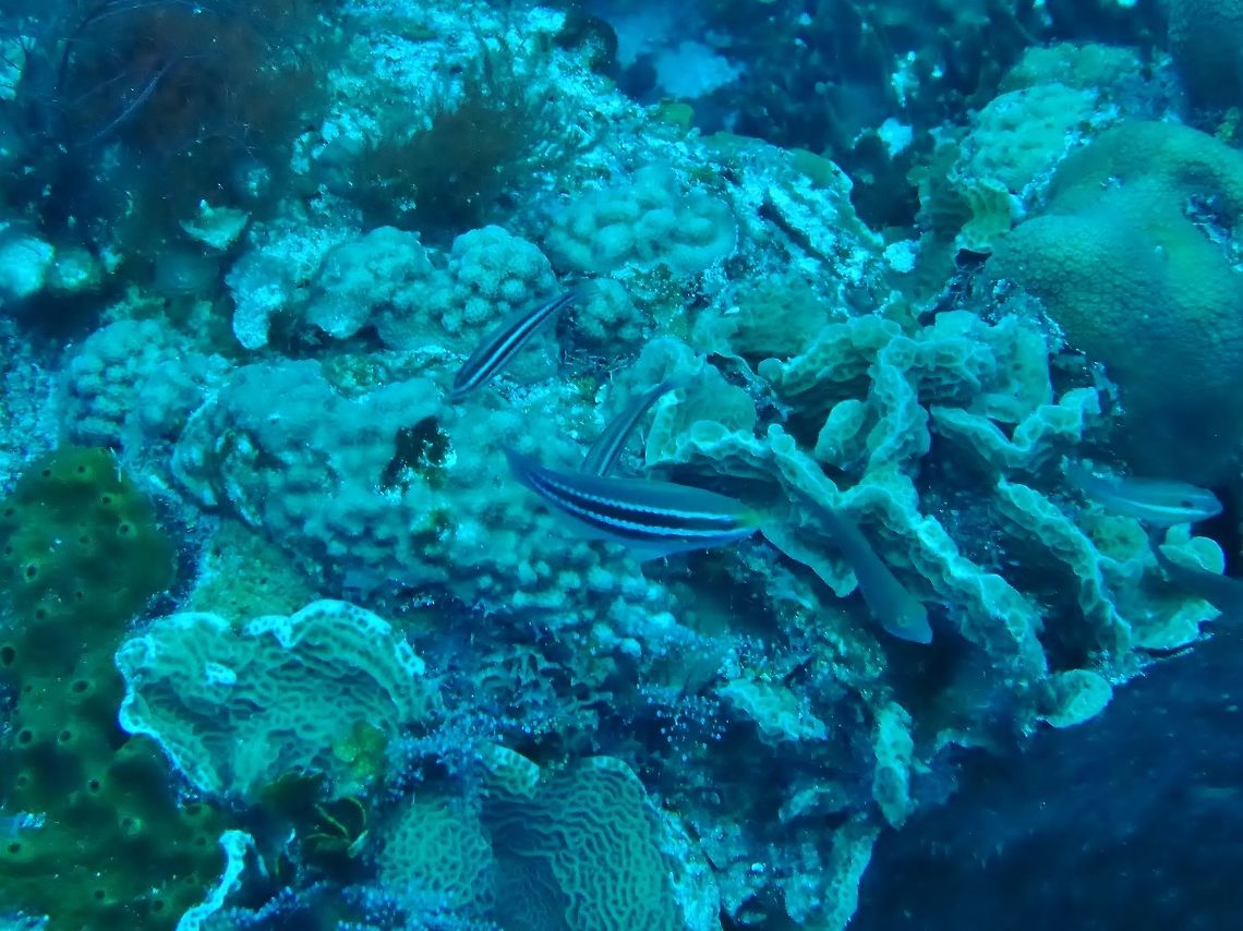 Juvenile Striped parrotfish (Scarus iseri) Cozumel, Quintana Roo, Mexico. Jul 19, 2017 Geotagged,Mexico,Scarus iseri,Striped parrotfish,Summer