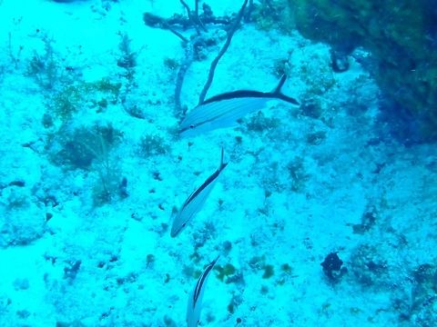 Cottonwick (Haemulon melanurum) Cozumel, Quintana Roo, Mexico. Jul 19, 2017 Cottonwick grunt,Geotagged,Haemulon melanurum,Mexico,Summer