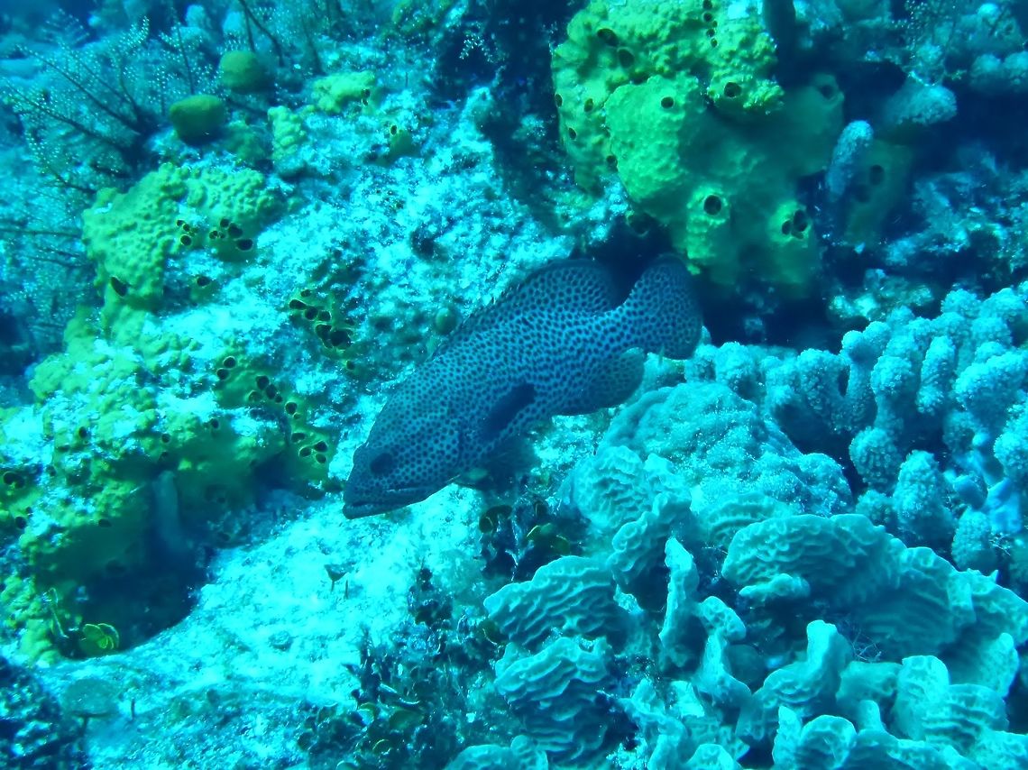Graysby (Cephalopholis cruentata) Cozumel, Quintana Roo, Mexico. Jul 19, 2017 Cephalopholis cruentata,Geotagged,Mexico,Summer