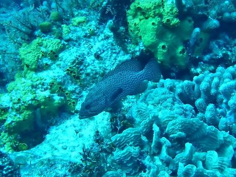Graysby (Cephalopholis cruentata) Cozumel, Quintana Roo, Mexico. Jul 19, 2017 Cephalopholis cruentata,Geotagged,Mexico,Summer