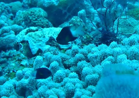 Bicolor damselfish (Stegastes partitus) Cozumel, Quintana Roo, Mexico. Jul 19, 2017 Bicolor damselfish,Geotagged,Mexico,Stegastes partitus,Summer