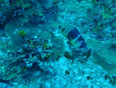 Barred hamlet (Hypoplectrus puella) Cozumel, Quintana Roo, Mexico. Jul 19, 2017 Barred Hamlet,Geotagged,Hypoplectrus puella,Mexico,Summer