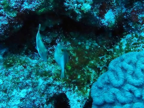 Caribbean sharp-nose puffer (Canthigaster rostrata) Cozumel, Quintana Roo, Mexico. Jul 19, 2017 Canthigaster rostrata,Caribbean sharp-nose puffer,Geotagged,Mexico,Summer