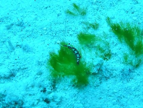 Painted elysia (Thuridilla picta) Cozumel, Quintana Roo, Mexico. Jul 19, 2017 Geotagged,Mexico,Painted Elysia,Summer,Thuridilla picta