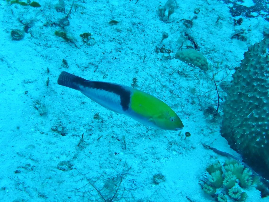 Yellowhead wrasse (Halichoeres garnoti) Cozumel, Quintana Roo, Mexico. Jul 19, 2017 Geotagged,Halichoeres garnoti,Mexico,Summer