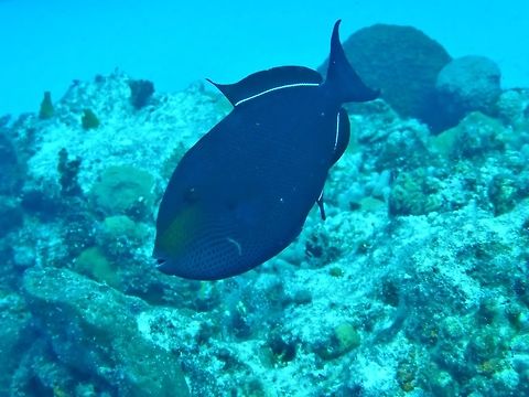Black triggerfish (Melichthys niger) Cozumel, Quintana Roo, Mexico. Jul 19, 2017 Black triggerfish,Geotagged,Melichthys niger,Mexico,Summer