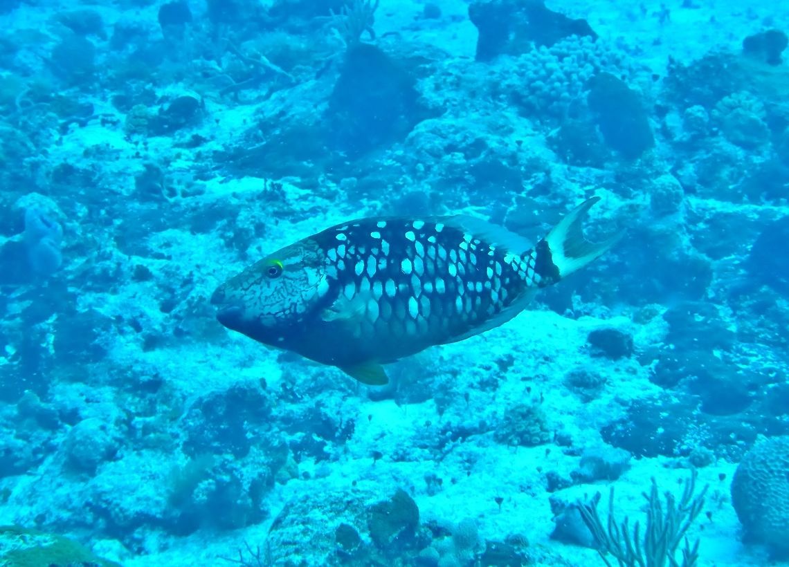 Stoplight parrotfish (Sparisoma viride) Cozumel, Quintana Roo, Mexico. Jul 19, 2017 Geotagged,Mexico,Sparisoma viride,Stoplight parrotfish,Summer