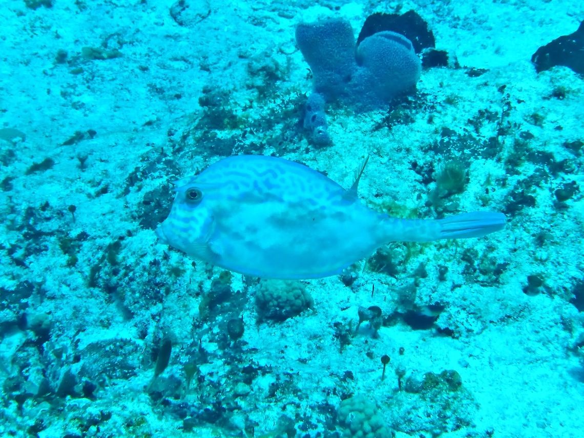 Scrawled Cowfish (Acanthostracion quadricornis) Cozumel, Quintana Roo, Mexico. Jul 19, 2017 Acanthostracion quadricornis,Geotagged,Mexico,Scrawled Cowfish,Summer