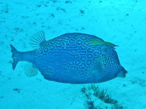 Honeycomb cowfish (Acanthostracion polygonius) Cozumel, Quintana Roo, Mexico. Jul 19, 2017 Acanthostracion polygonius,Geotagged,Honeycomb cowfish,Mexico,Summer