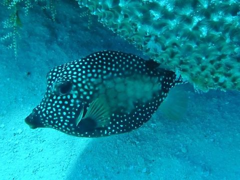 Smooth trunkfish (Lactophrys triqueter) Cozumel, Quintana Roo, Mexico. Jul 19, 2017 Geotagged,Lactophrys triqueter,Mexico,Smooth trunkfish,Summer