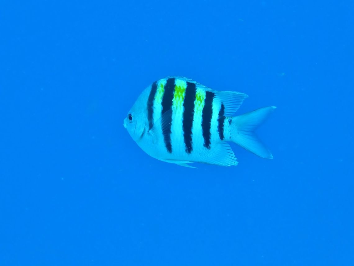 Sergeant Major (Abudefduf saxatilis) Cozumel, Quintana Roo, Mexico. Jul 19, 2017 Abudefduf saxatilis,Geotagged,Mexico,Sergeant Major,Summer