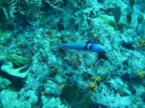 Bluehead wrasse (Thalassoma bifasciatum) Cozumel, Quintana Roo, Mexico. Jul 19, 2017 Bluehead wrasse,Geotagged,Mexico,Summer,Thalassoma bifasciatum