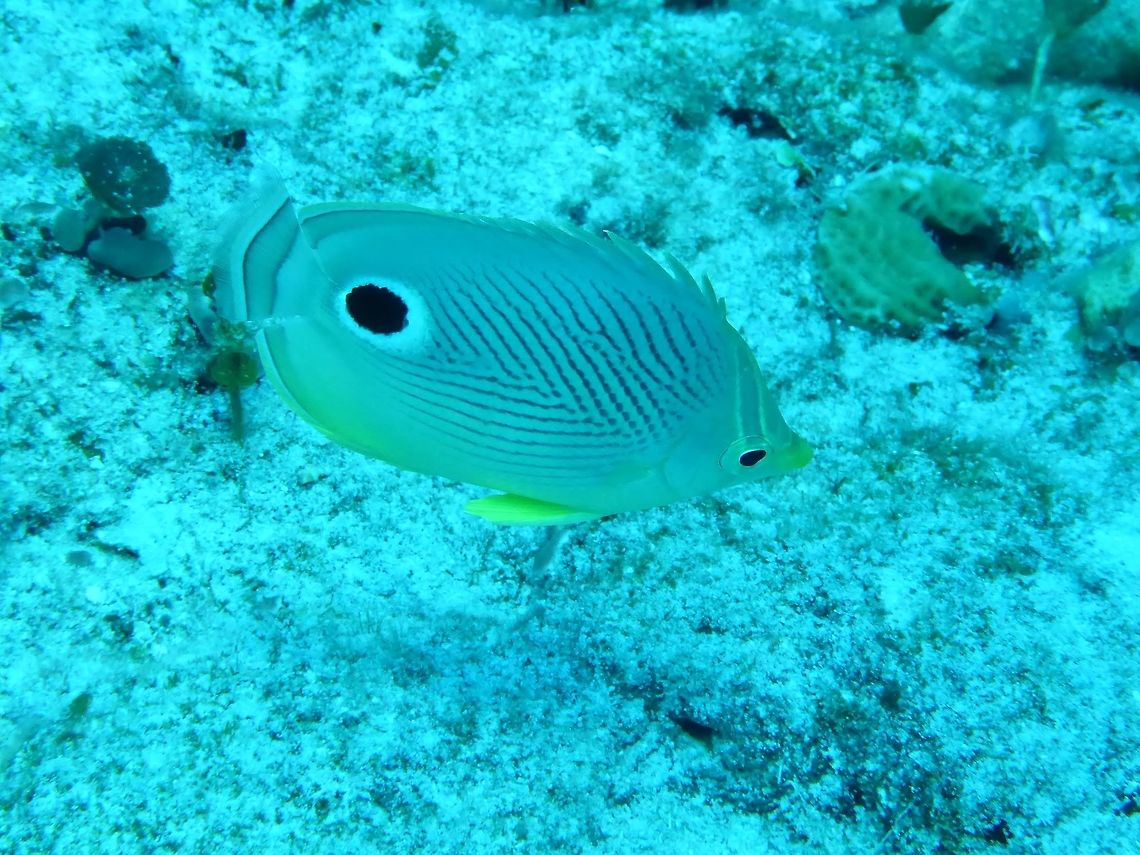 Four-eyed Butterflyfish (Chaetodon capistratus) Cozumel, Quintana Roo, Mexico. Jul 19, 2017 Chaetodon capistratus,Four-eyed Butterflyfish,Geotagged,Mexico,Summer