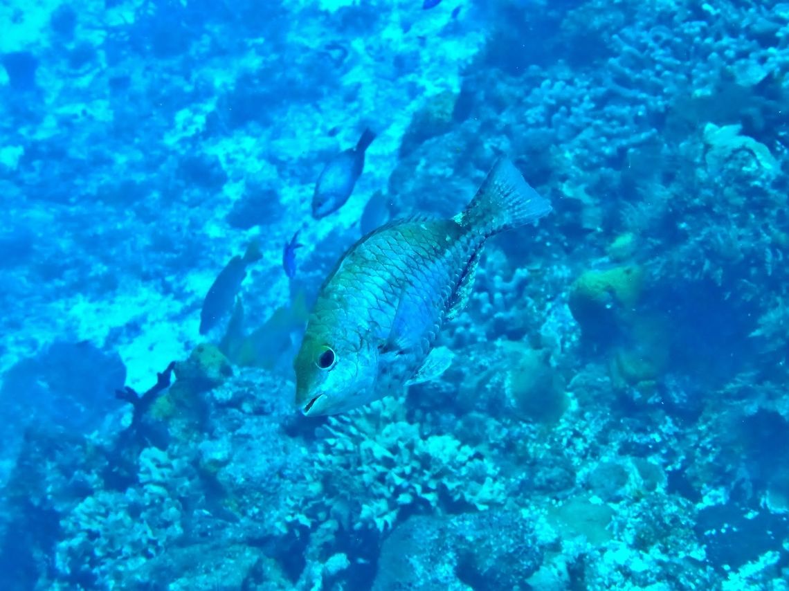 Redband parrotfish (Sparisoma aurofrenatum) Cozumel, Quintana Roo, Mexico. Jul 19, 2017 Geotagged,Mexico,Redband parrotfish,Sparisoma aurofrenatum,Summer