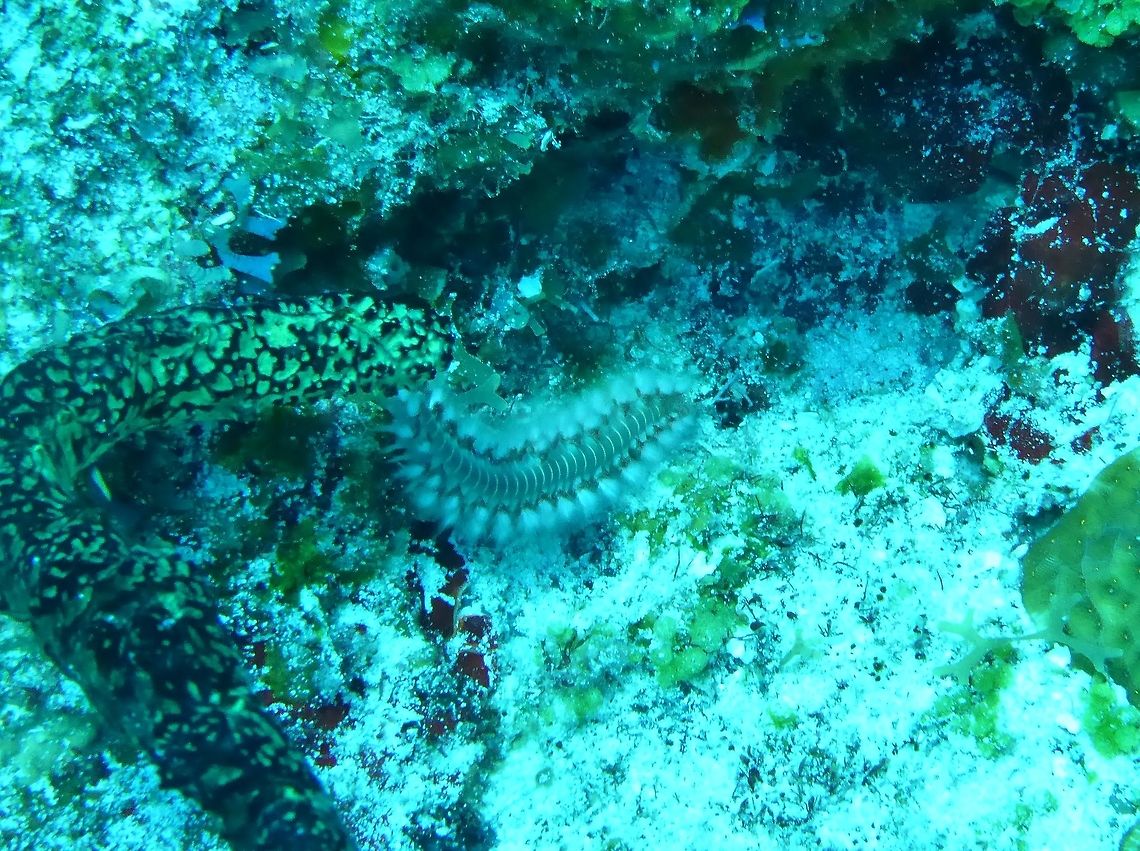 Bearded fireworm (Hermodice carunculata) Cozumel, Quintana Roo, Mexico. Jul 19, 2017 Bearded fireworm,Geotagged,Hermodice carunculata,Mexico,Summer