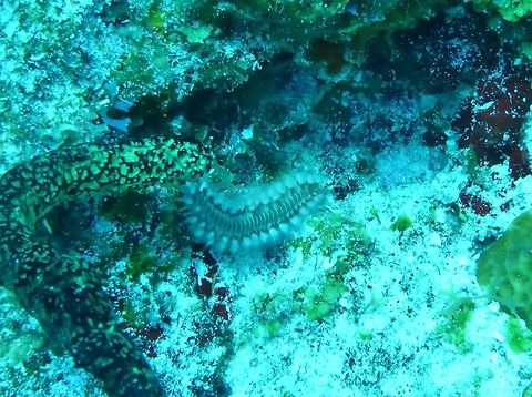 Bearded fireworm (Hermodice carunculata) Cozumel, Quintana Roo, Mexico. Jul 19, 2017 Bearded fireworm,Geotagged,Hermodice carunculata,Mexico,Summer