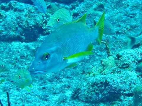 Schoolmaster snapper (Lutjanus apodus) Cozumel, Quintana Roo, Mexico. Jul 19, 2017 Geotagged,Lutjanus apodus,Mexico,Schoolmaster snapper,Summer