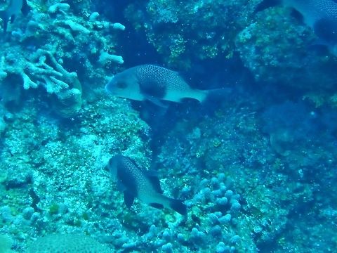 Black margate (Anisotremus surinamensis) Cozumel, Quintana Roo, Mexico. Jul 19, 2017 Anisotremus surinamensis,Black margate,Geotagged,Mexico,Summer