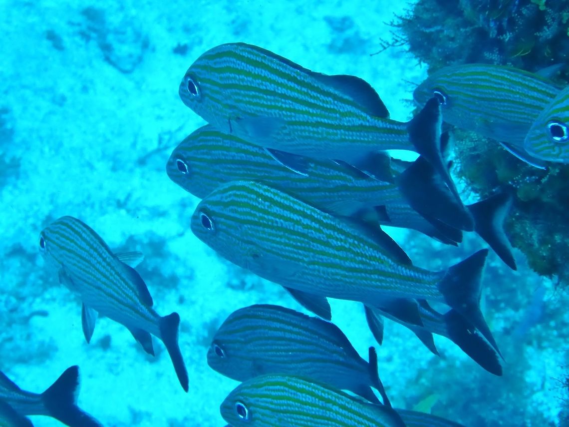 Caesar grunt (Haemulon carbonarium) Cozumel, Quintana Roo, Mexico. Jul 19, 2017 Caesar grunt,Geotagged,Haemulon carbonarium,Mexico,Summer