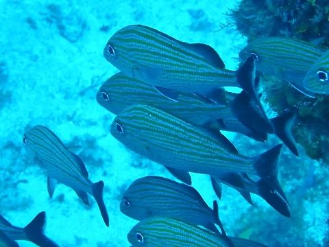 Caesar grunt (Haemulon carbonarium) Cozumel, Quintana Roo, Mexico. Jul 19, 2017 Caesar grunt,Geotagged,Haemulon carbonarium,Mexico,Summer