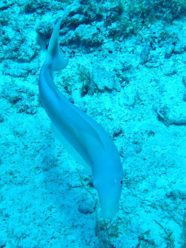 Sand Tilefish (Malacanthus plumieri) Cozumel, Quintana Roo, Mexico. Jul 19, 2017 Geotagged,Malacanthus plumieri,Mexico,Sand Tilefish,Summer