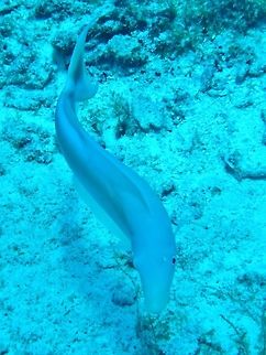 Sand Tilefish (Malacanthus plumieri) Cozumel, Quintana Roo, Mexico. Jul 19, 2017 Geotagged,Malacanthus plumieri,Mexico,Sand Tilefish,Summer